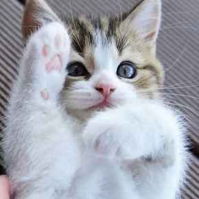 Picture for category Feline